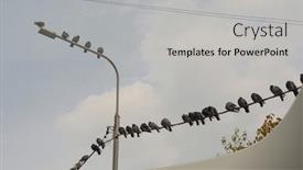  Presentation with electric - Colorful presentation theme enhanced with pigeon-on-the-electric-wire backdrop and a light gray colored foreground