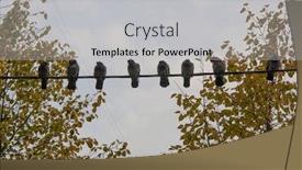  Presentation with electric - Presentation theme having pigeon-on-the-electric-wire background and a light gray colored foreground