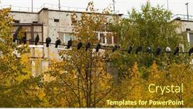  Presentation with electric - Amazing presentation theme having pigeon-on-the-electric-wire backdrop and a tawny brown colored foreground