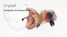  Presentation with process - Slide deck consisting of embryo - pigeon squab in the process background and a white colored foreground