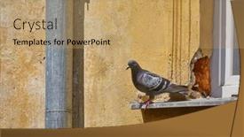  Presentation with urban - Slide deck featuring pigeon-standing-in-front background and a coral colored foreground