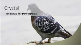  Presentation with pigeon pea - Theme featuring pigeon background and a light gray colored foreground