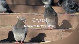  Presentation with city - Presentation theme with pigeons-at-the-city-kiev background and a coral colored foreground