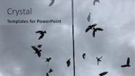  Presentation with soaring - PPT layouts consisting of pigeons-bird-soaring background and a light blue colored foreground
