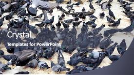  Presentation with birds flying - Cool new PPT theme with pigeons doves birds backdrop and a dark gray colored foreground