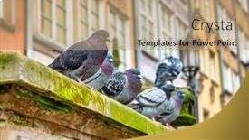  Presentation with poland - PPT layouts with pigeons-in-the-old-town background and a coral colored foreground