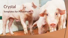  Presentation with breeding - Theme having piglet at pig breeding farm background and a lemonade colored foreground