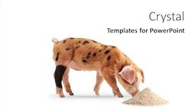  Presentation with food white - PPT theme enhanced with piglet-eating-from-a-pile background and a white colored foreground