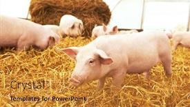  Presentation with pig farm - Audience pleasing PPT theme consisting of piglet-on-hay-and-straw backdrop and a gold colored foreground