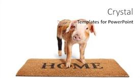  Presentation with home - Slides enhanced with piglet-standing-on-a-home background and a white colored foreground