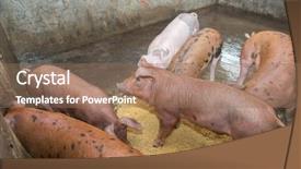  Presentation with pig farm - Slide set with piglets at farm background and a  colored foreground