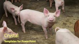  Presentation with pig farm - Presentation theme enhanced with piglets at farm background and a tawny brown colored foreground