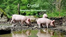  Presentation with pig farm - Audience pleasing presentation theme consisting of piglets outdoor on a farm backdrop and a forest green colored foreground