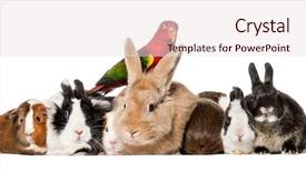  Presentation with pigs - Beautiful slide deck featuring pigs and chattering lory parrot backdrop and a sky blue colored foreground