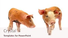  Presentation with pigs - Beautiful slides featuring pigs baby piglets backdrop and a lemonade colored foreground