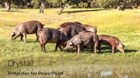  Presentation with pigs - PPT layouts featuring pigs-eating-in-the-field background and a yellow colored foreground