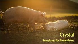  Presentation with pigs - Beautiful PPT theme featuring pigs eating on a meadow backdrop and a tawny brown colored foreground