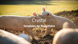  Presentation with pigs - Beautiful presentation design featuring pigs eating on a meadow backdrop and a coral colored foreground