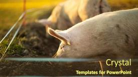  Presentation with pigs - Audience pleasing theme consisting of pigs-eating-on-a-meadow backdrop and a tawny brown colored foreground