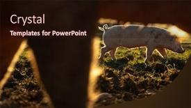  Presentation with pigs - PPT layouts featuring pigs-eating-on-a-meadow background and a wine colored foreground