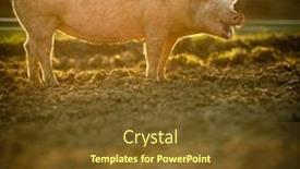  Presentation with pigs - Cool new slides with pigs-eating-on-a-meadow backdrop and a tawny brown colored foreground