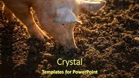  Presentation with pigs - Amazing PPT layouts having pigs-eating-on-a-meadow backdrop and a wine colored foreground