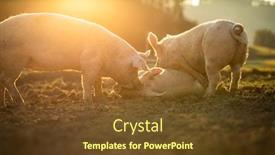  Presentation with pigs - Beautiful theme featuring pigs-eating-on-a-meadow backdrop and a tawny brown colored foreground