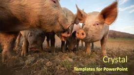  Presentation with pigs - Slides with pigs-eating-on-a-meadow background and a tawny brown colored foreground