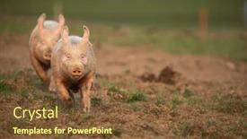  Presentation with pigs - Colorful theme enhanced with pigs-eating-on-a-meadow backdrop and a tawny brown colored foreground