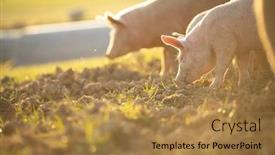  Presentation with pigs - PPT layouts having pigs-eating-on-a-meadow background and a gold colored foreground