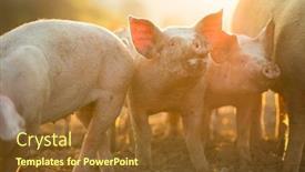  Presentation with pigs - Slide deck enhanced with pigs-eating-on-a-meadow background and a tawny brown colored foreground