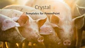  Presentation with pigs - Audience pleasing theme consisting of pigs-eating-on-a-meadow backdrop and a lemonade colored foreground