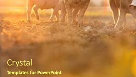  Presentation with pigs - Colorful PPT theme enhanced with pigs-eating-on-a-meadow backdrop and a red colored foreground