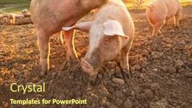  Presentation with pigs - PPT layouts having pigs-eating-on-a-meadow background and a tawny brown colored foreground