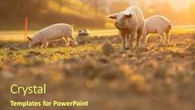  Presentation with pigs - Presentation design featuring pigs-eating-on-a-meadow background and a tawny brown colored foreground