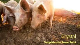  Presentation with pigs - Slide set enhanced with pigs-eating-on-a-meadow background and a tawny brown colored foreground