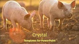  Presentation with pigs - Amazing presentation design having pigs-eating-on-a-meadow backdrop and a tawny brown colored foreground