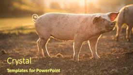  Presentation with pigs - Audience pleasing presentation theme consisting of pigs-eating-on-a-meadow backdrop and a tawny brown colored foreground