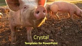 Presentation with pigs - Audience pleasing slide deck consisting of pigs-eating-on-a-meadow backdrop and a tawny brown colored foreground