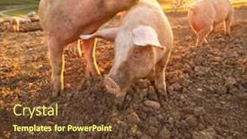  Presentation with pigs - Slide deck enhanced with pigs-eating-on-a-meadow background and a tawny brown colored foreground
