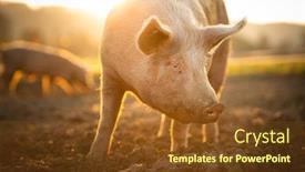  Presentation with organic - Amazing PPT theme having pigs-eating-on-a-meadow backdrop and a tawny brown colored foreground