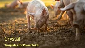  Presentation with pigs - Amazing presentation design having pigs-eating-on-a-meadow backdrop and a tawny brown colored foreground