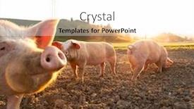  Presentation with pigs - Presentation theme consisting of pigs-eating-on-a-meadow background and a white colored foreground