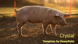  Presentation with pigs - Beautiful PPT theme featuring pigs-eating-on-a-meadow backdrop and a tawny brown colored foreground