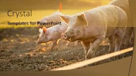  Presentation with pigs - Amazing PPT layouts having pigs-eating-on-a-meadow backdrop and a gold colored foreground