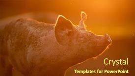  Presentation with pigs - Cool new slides with pigs-eating-on-a-meadow backdrop and a tawny brown colored foreground