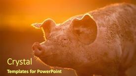  Presentation with pigs - Beautiful slide set featuring pigs-eating-on-a-meadow backdrop and a tawny brown colored foreground