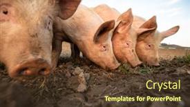  Presentation with pigs - Slides with pigs-eating-on-a-meadow background and a tawny brown colored foreground