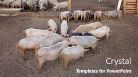  Presentation with pig farm - Presentation theme featuring pigs-feeding-in-pens background and a  colored foreground