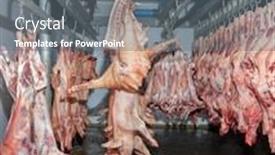  Presentation with pigs - Cool new slide set with pigs hanging on a slaughterhouse industrial process meat backdrop and a gray colored foreground